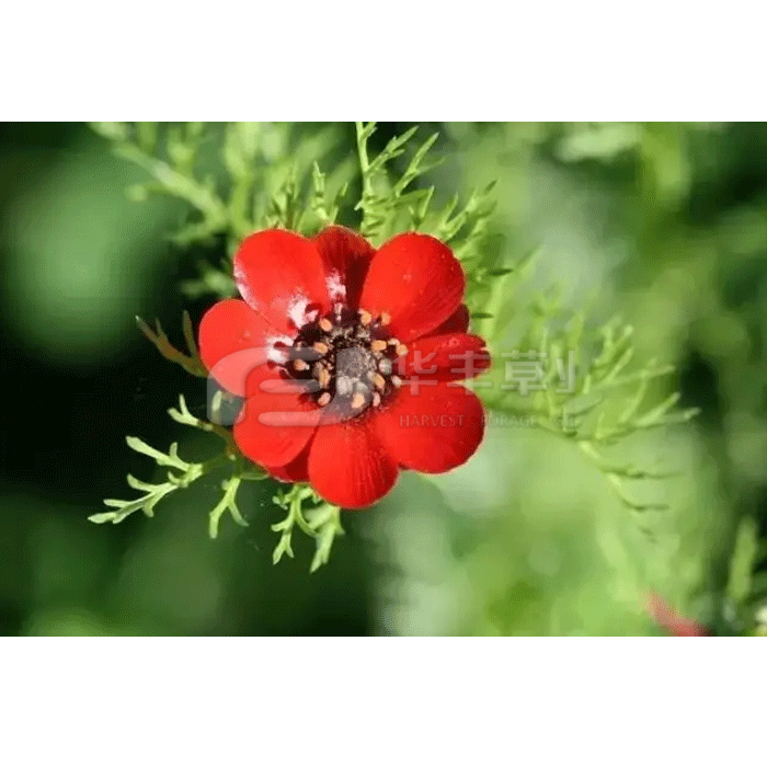 福寿花