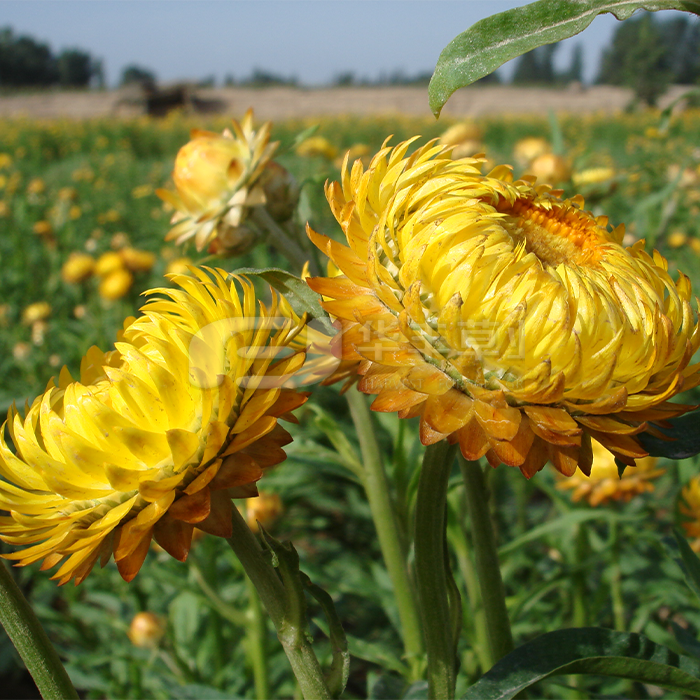 麦秆菊