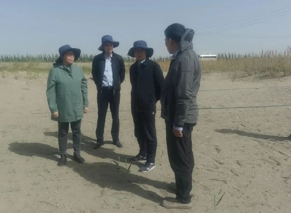 中国科学院曹晓风院士五一期间，不辞辛苦，亲临指导“田菁”在沙漠盐碱地种植