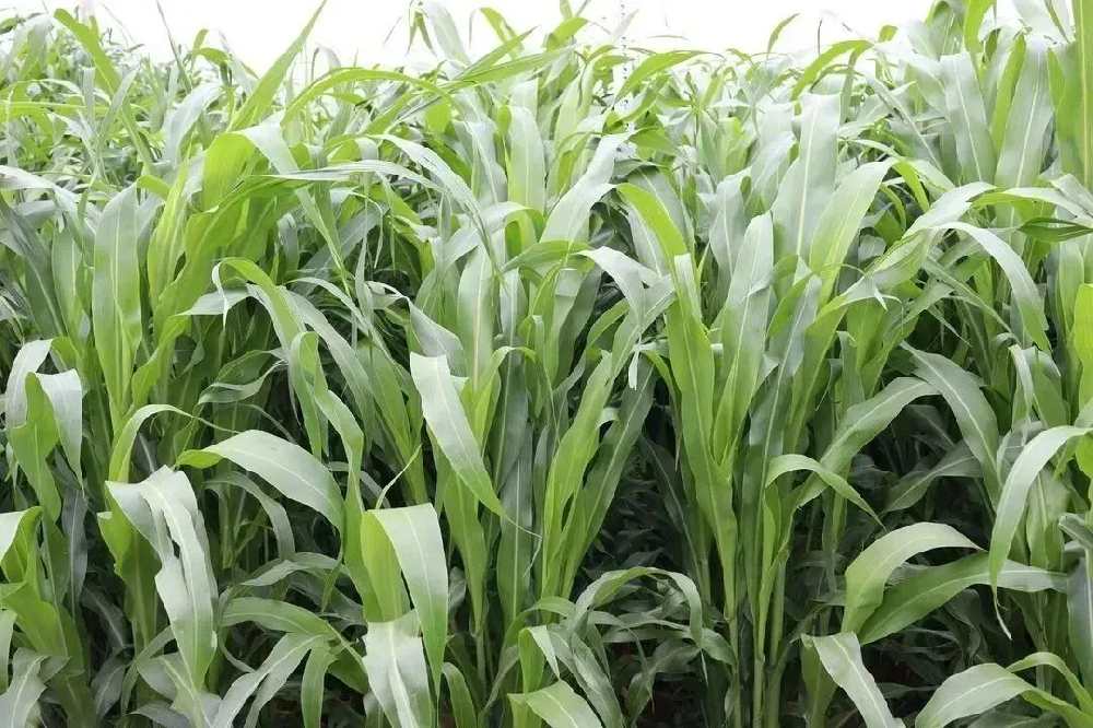 超高产超晚熟饲用甜高粱【牛魔王】