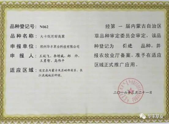 大卡 BMR 甜高粱，牛羊超高产青贮**