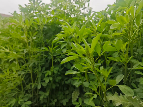 欧喜哒紫花苜蓿｜高产高品质品种
