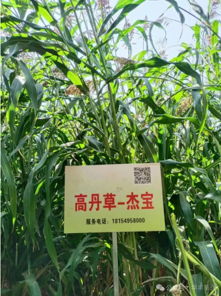 “杰宝”高丹草