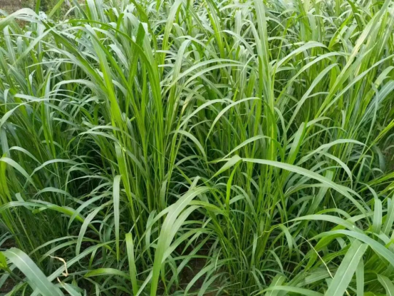 小米草