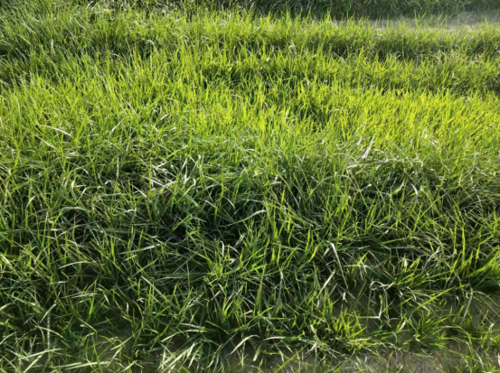 高羊茅：全能型护坡与绿化草坪优选