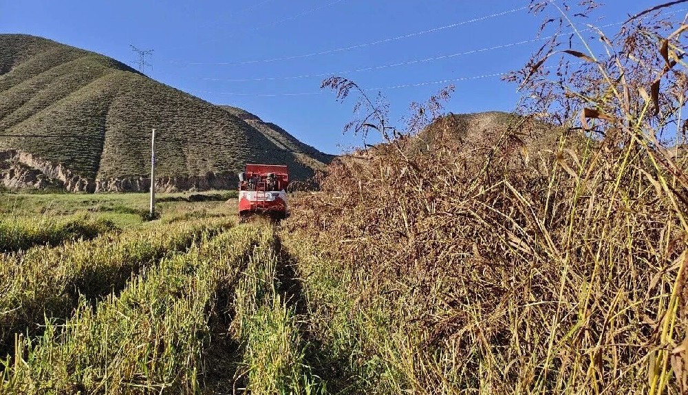 抢收正当时！华丰草业兰州试验站苏丹草迎来丰收